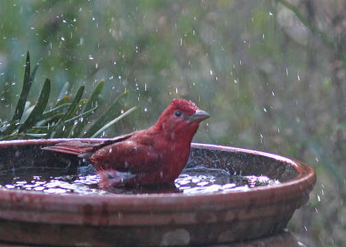 Image of Summer Tanager