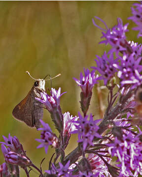 Image of Tawny-edged Skipper