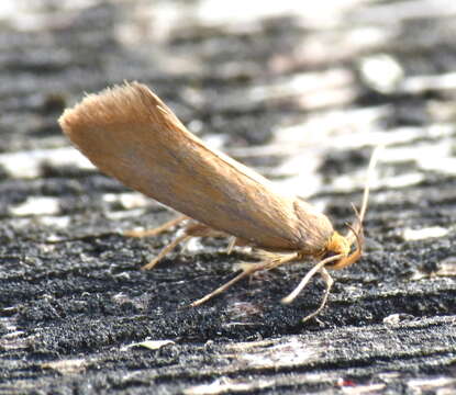 Image of <i>Batia unitella</i>