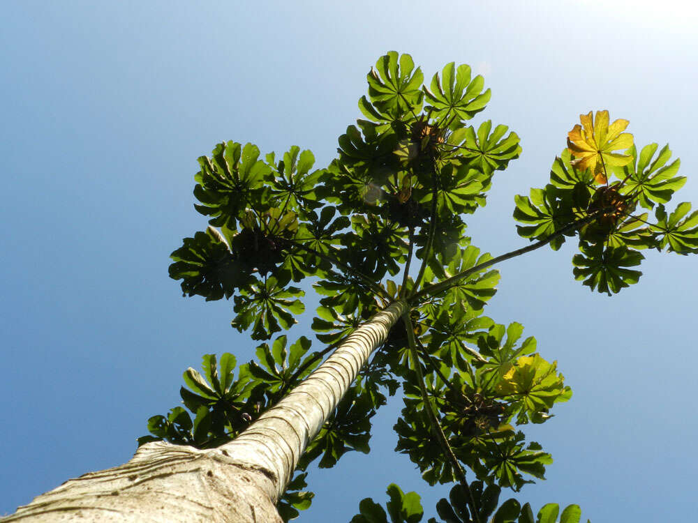 Image of trumpet tree