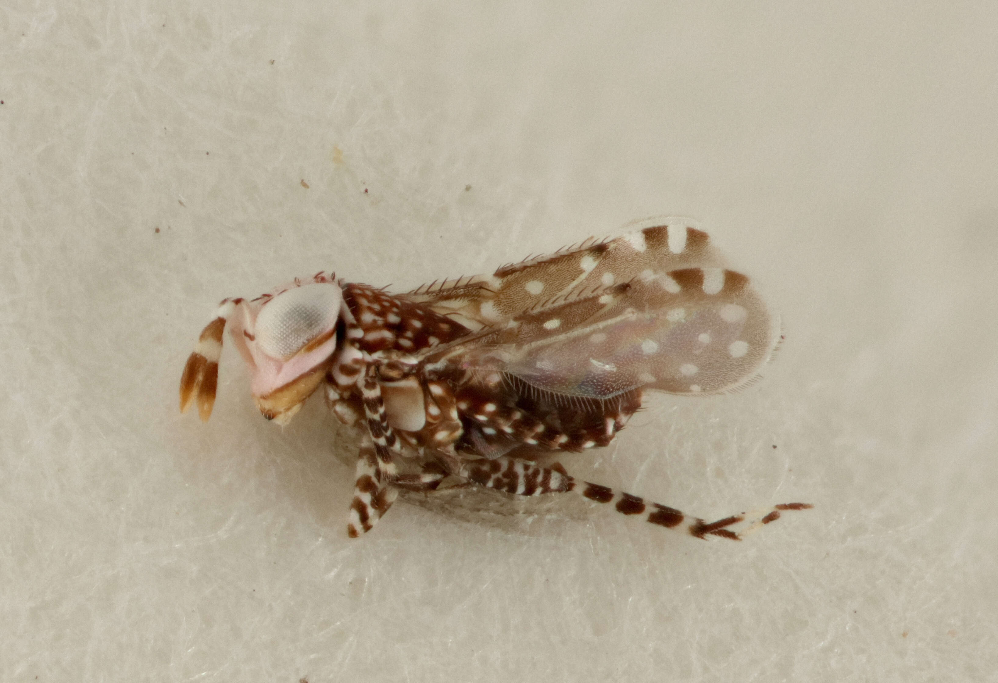 Image of Aphelinidae