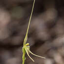 Image of Mayfly orchid