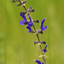 Imagem de Salvia pratensis L.