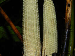 Image of Zamia fairchildiana L. D. Gómez