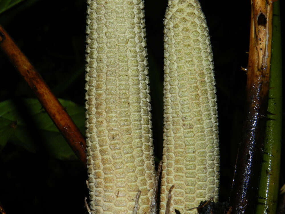 Image of Zamia fairchildiana L. D. Gómez