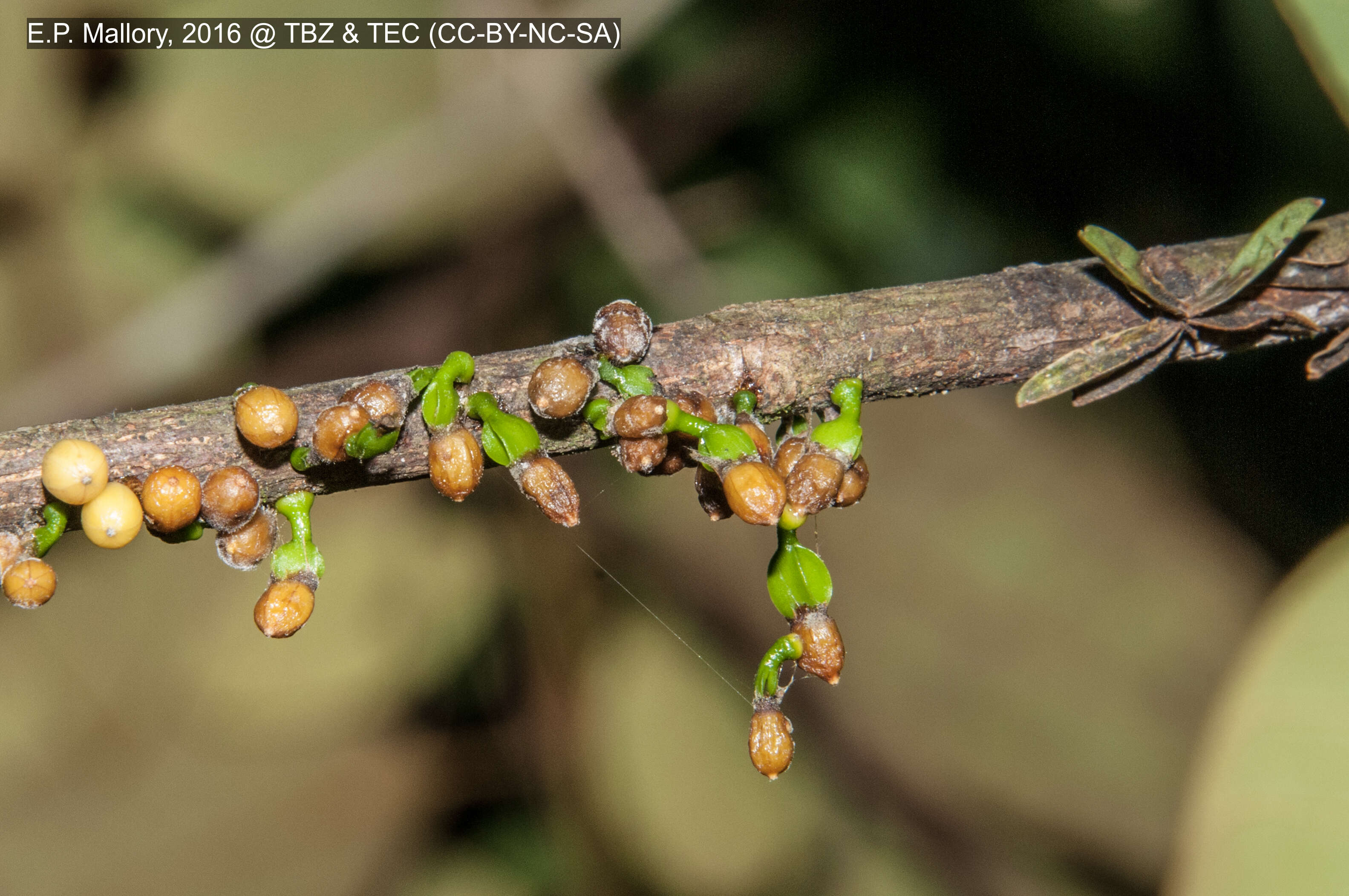 Image of Mistletoe