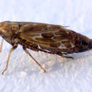 Image of Adarrus ocellaris