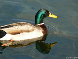 Image of Common Mallard