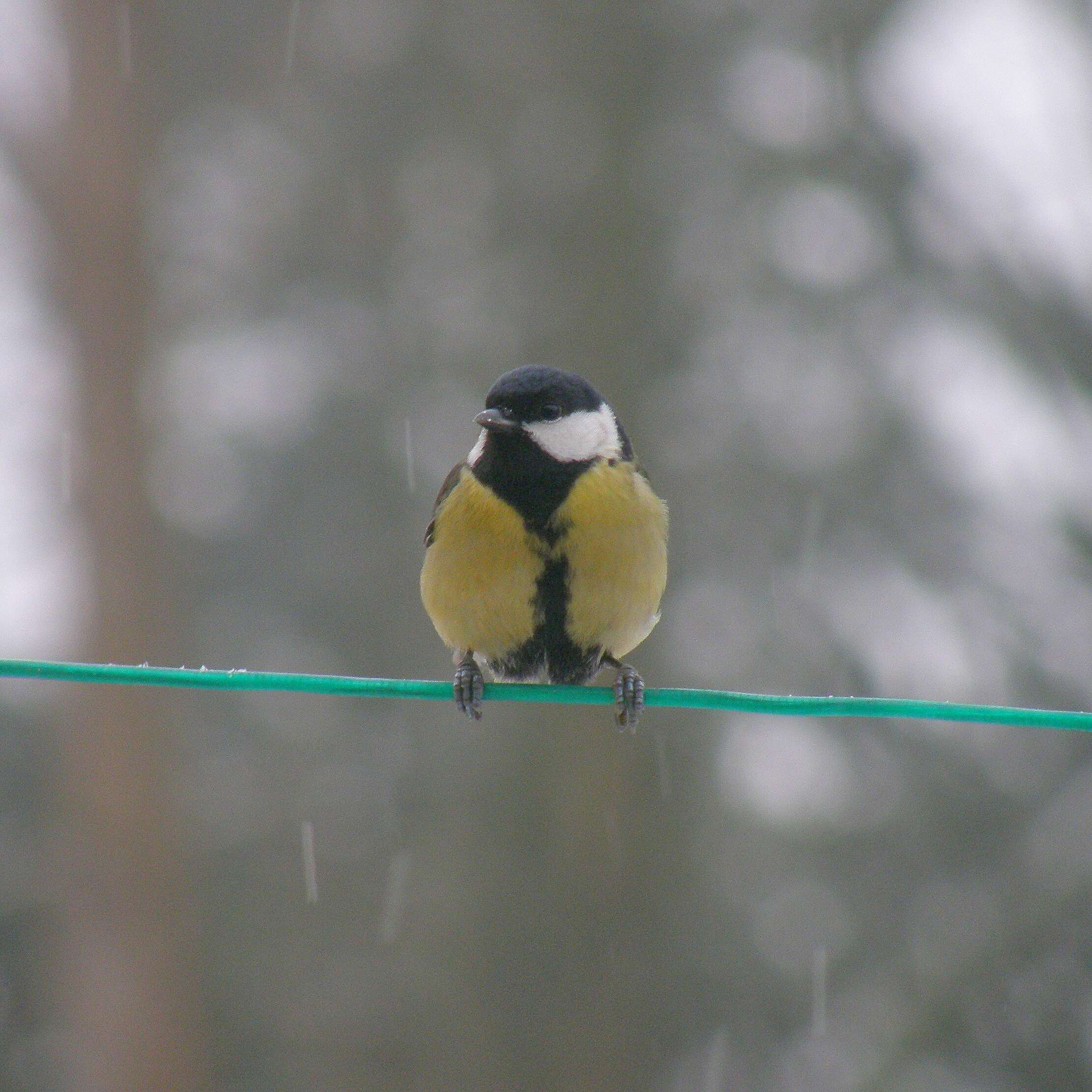 Image de Parus Linnaeus 1758