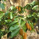 Image of Pterospermum xylocarpum (Gaertn.) Santapau & Wagh
