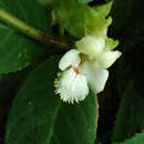 Image of Drymonia serrulata (Jacq.) Mart.