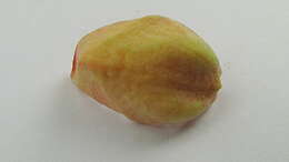 Image of Annona