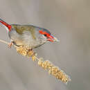 Image of Red-browed Finch