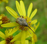 Curculio resmi