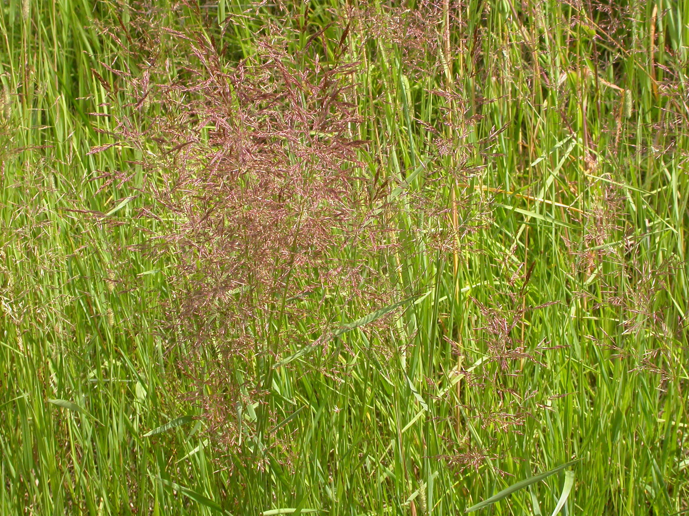 Image of bentgrass