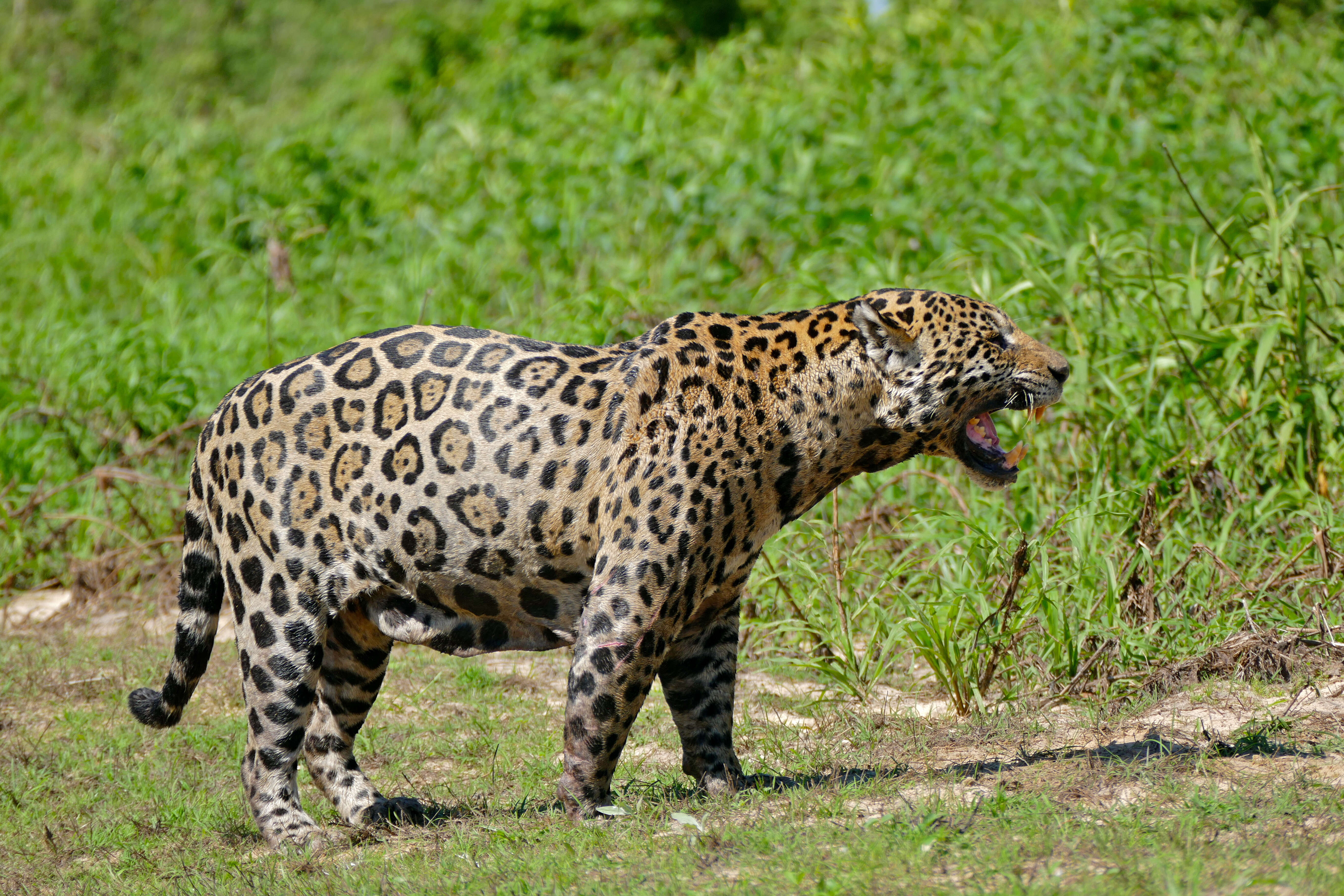 Image of big cats