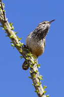 Image of wrens
