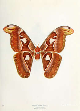 Image of atlas moth