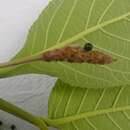 Image of Lippia macrophylla Cham.