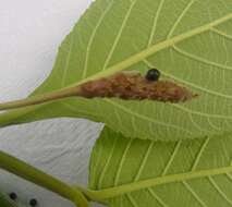 Sivun Lippia macrophylla Cham. kuva