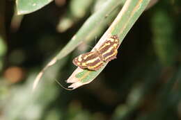 Image of Insecta