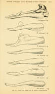 Plancia ëd Mesoplodon Gervais 1850