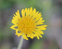 Image of sneezeweed