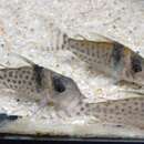 Image of Spotfin corydoras