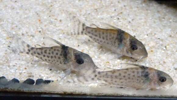 Image of Spotfin corydoras