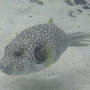 Image of Broadbarred Toadfish