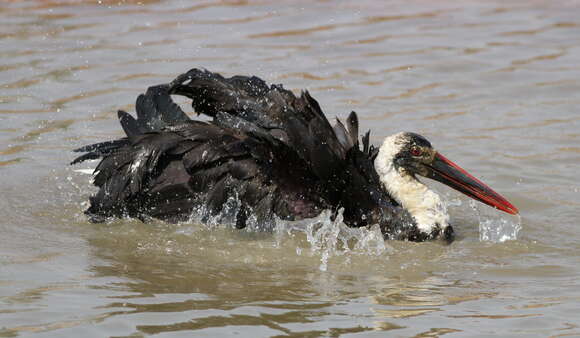 Image of Asian Woolly-necked Stork