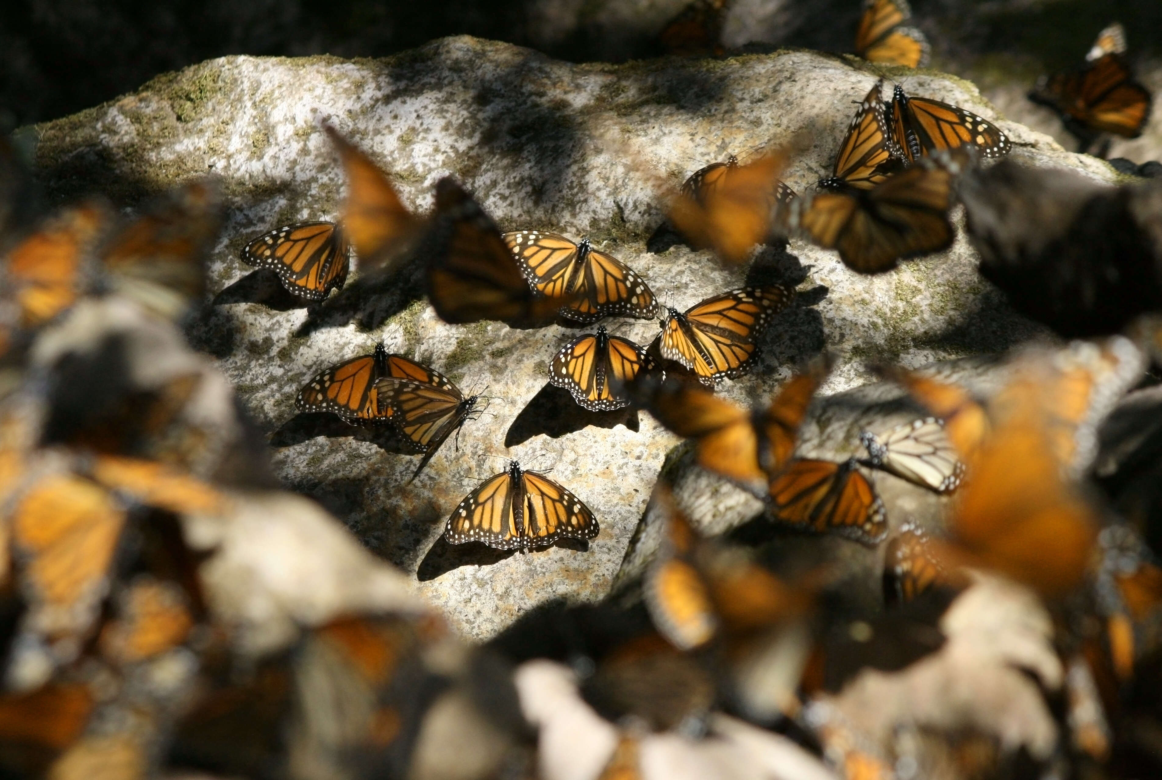 Image of Monarch Butterfly