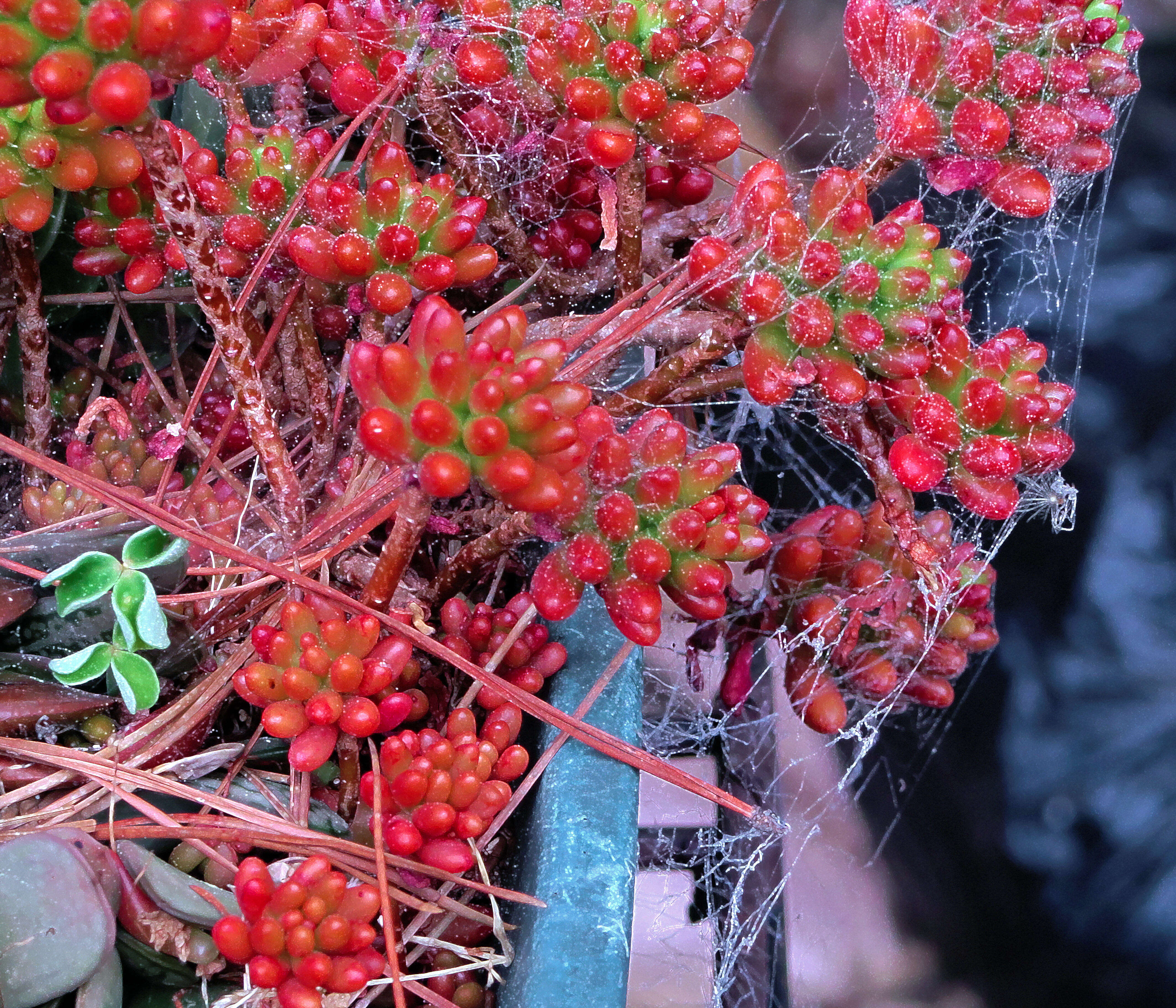 Imagem de Sedum rubrotinctum R. T. Clausen