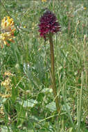 صورة Gymnadenia rhellicani (Teppner & E. Klein) Teppner & E. Klein