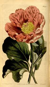 Image of peony