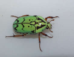 Image of flower chafers (beetles)