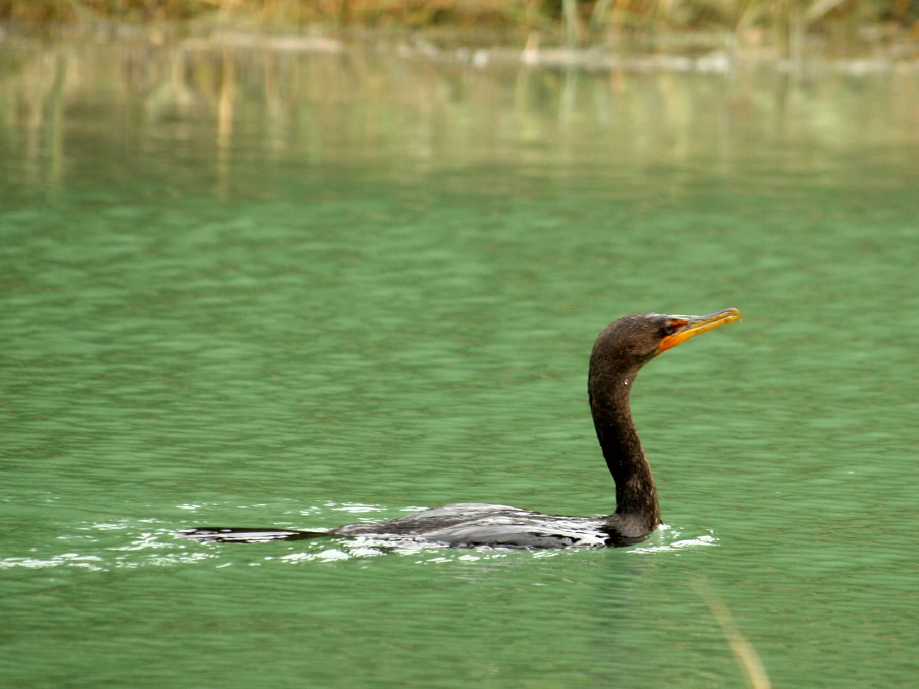 Image of Phalacrocorax Brisson 1760