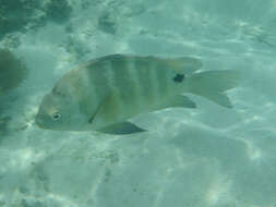 Image of Sergeant Fish