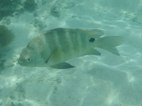 Image of Sergeant Fish