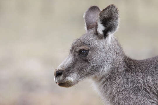 Image of kangaroo