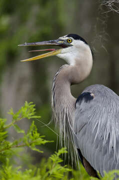 Image of Ardea Linnaeus 1758