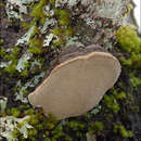 Plancia ëd Phellinus pomaceus (Pers.) Maire 1933