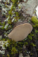 Image of Phellinus