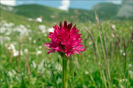 Image of Gymnadenia bicolor (W. Foelsche) W. Foelsche & O. Gerbaud