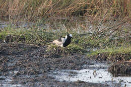 Image of Lapwing