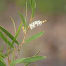 Plancia ëd Acacia hyaloneura Pedley