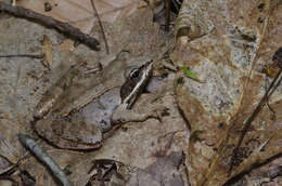 Image of Wood Frog