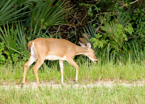 Image of mule deer and white-tailed deer