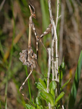 Image of Empusa