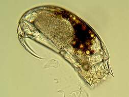 Image of Trichocercidae
